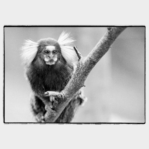 Little 'mico', small brazilian primate, quite agressive