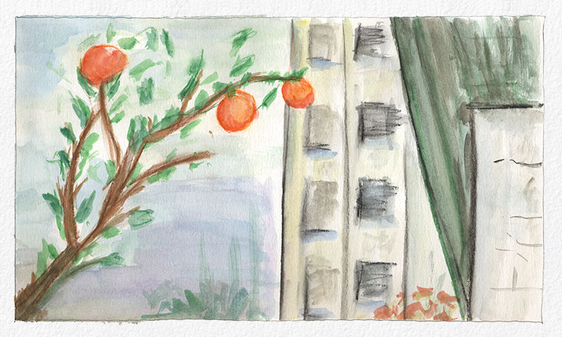 Watercolor painting - As laranjas