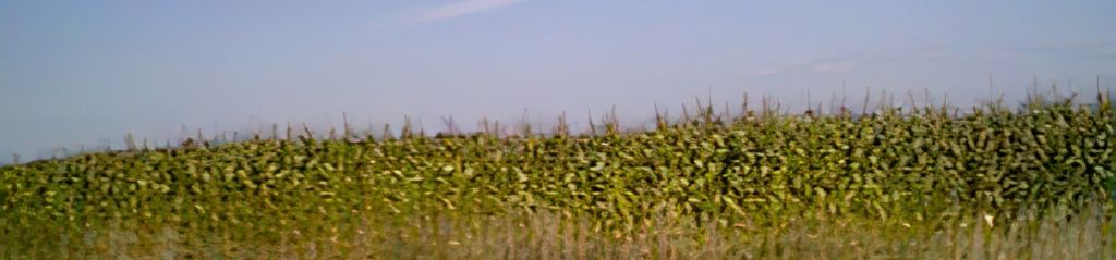 corn fields