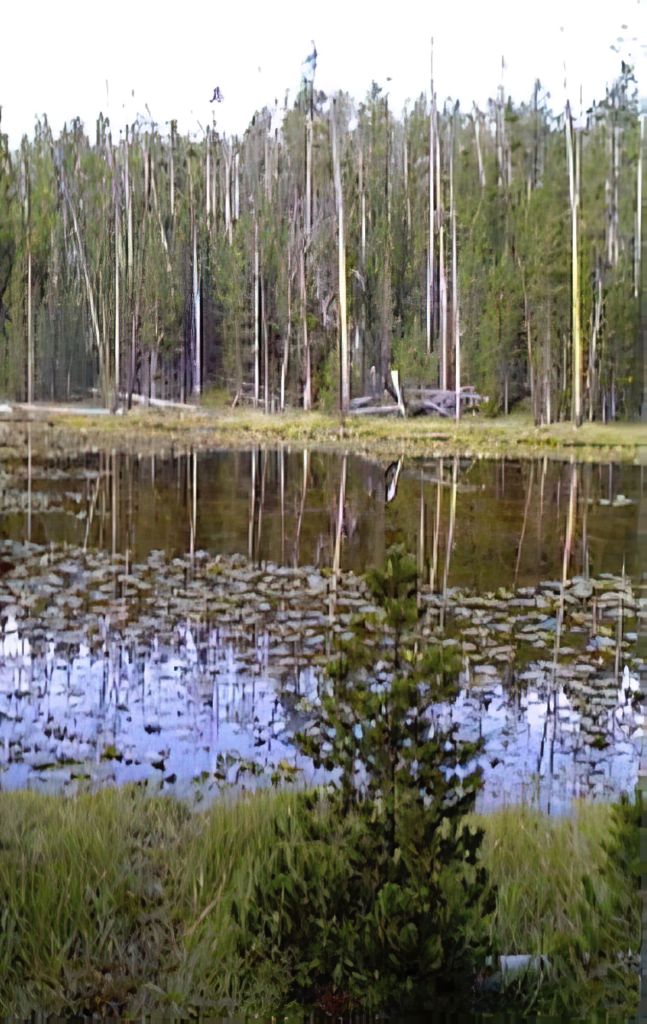 Lily Pond