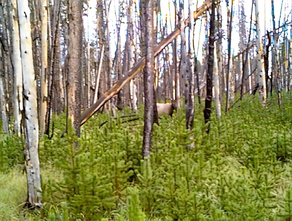 Dead trees and baby trees (and a elk in the middle)