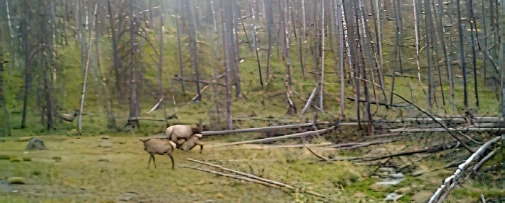 Look closer, you can see Mom Elk breastfeeding her baby.